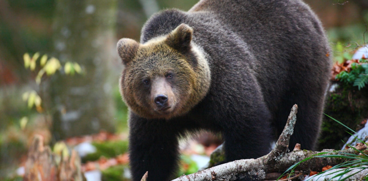 Rjavi medved (Ursus arctos)