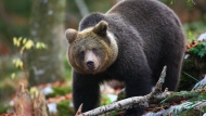 Rjavi medved (Ursus arctos)