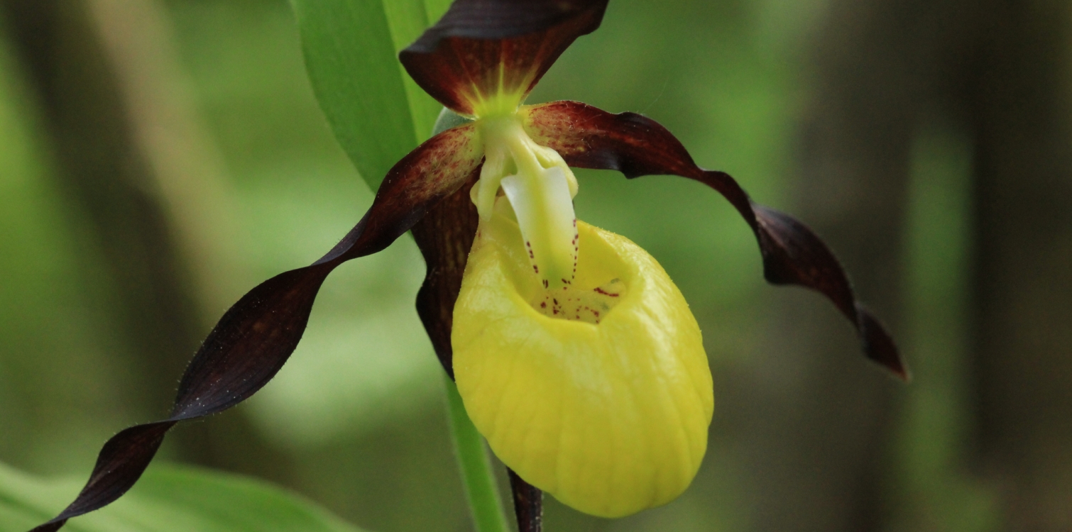 International Museum Day and Fascination of Plants Day