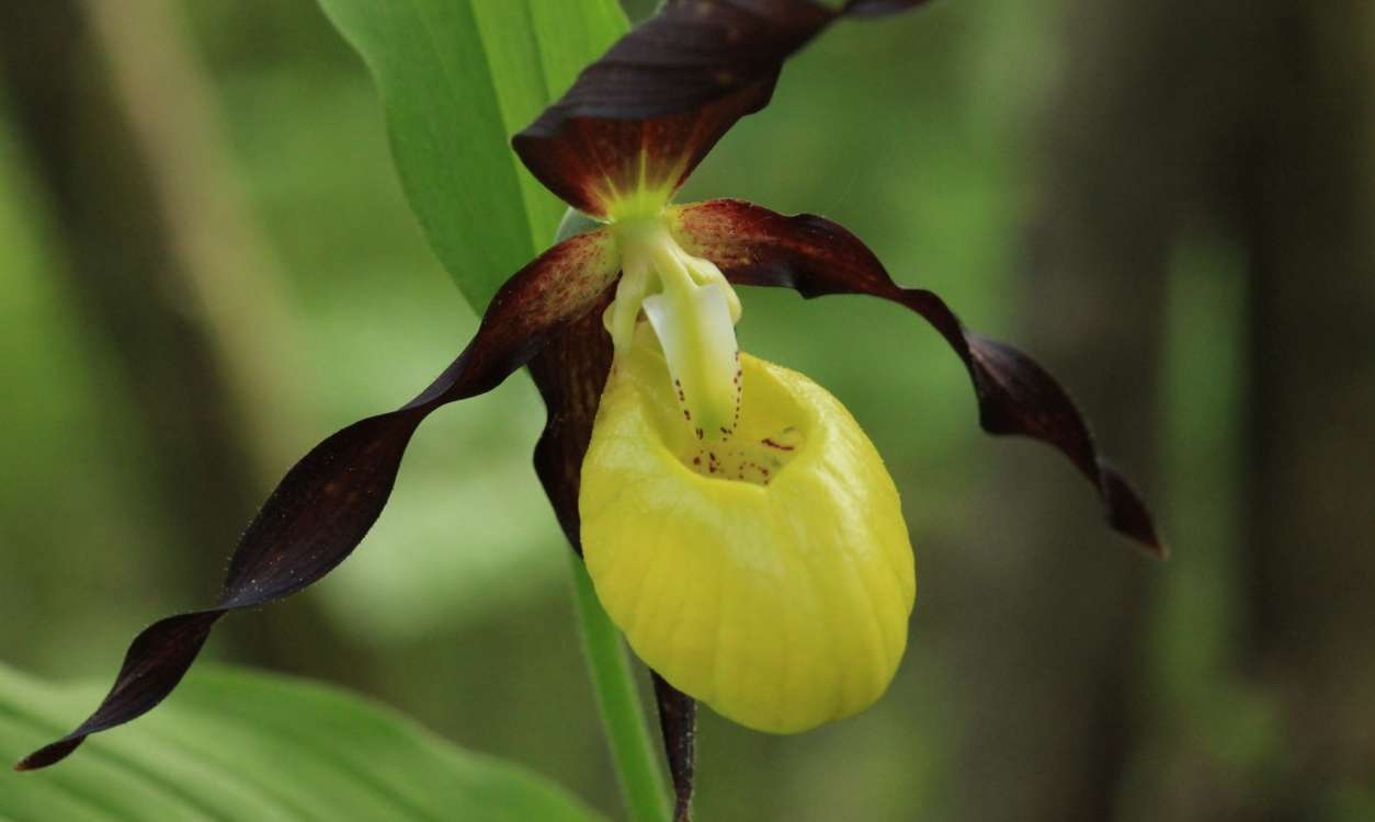 International Museum Day and Fascination of Plants Day