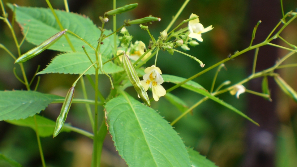 Kleinblütiges Springkraut