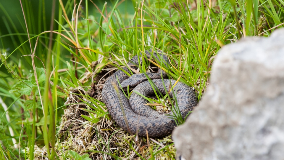 Common European viper