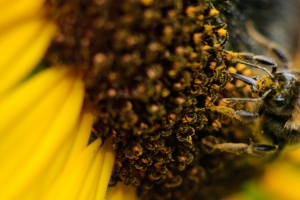 Beekeeping cultural heritage