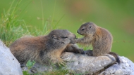 Alpine marmot