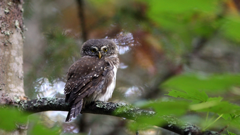 Eurasian pygmy owl