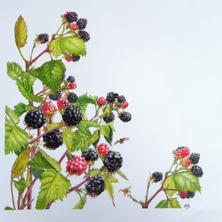 Caroline Ann Yvonne Bernik: From Nature to Art: An Exhibition of Botanical Illustrations