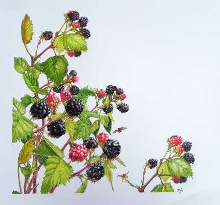 Caroline Ann Yvonne Bernik: From Nature to Art: An Exhibition of Botanical Illustrations