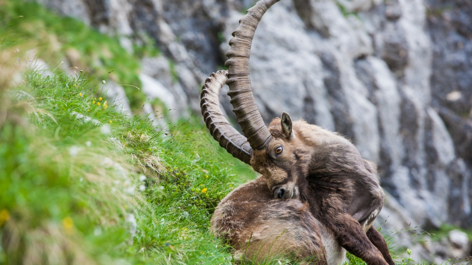 Alpine ibex