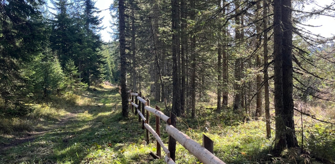 Along Bled peat bog