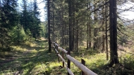 Along Bled peat bog