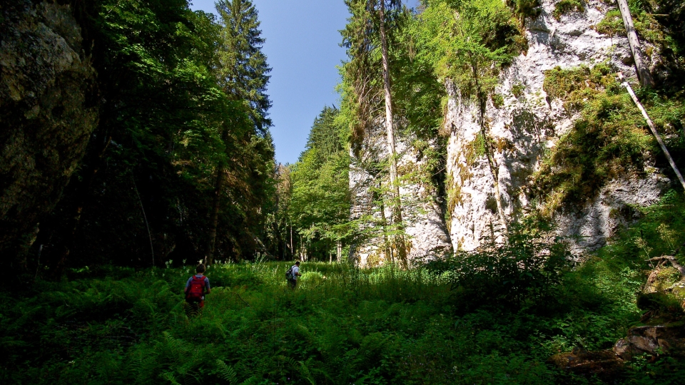 Pokljuka-Schlucht