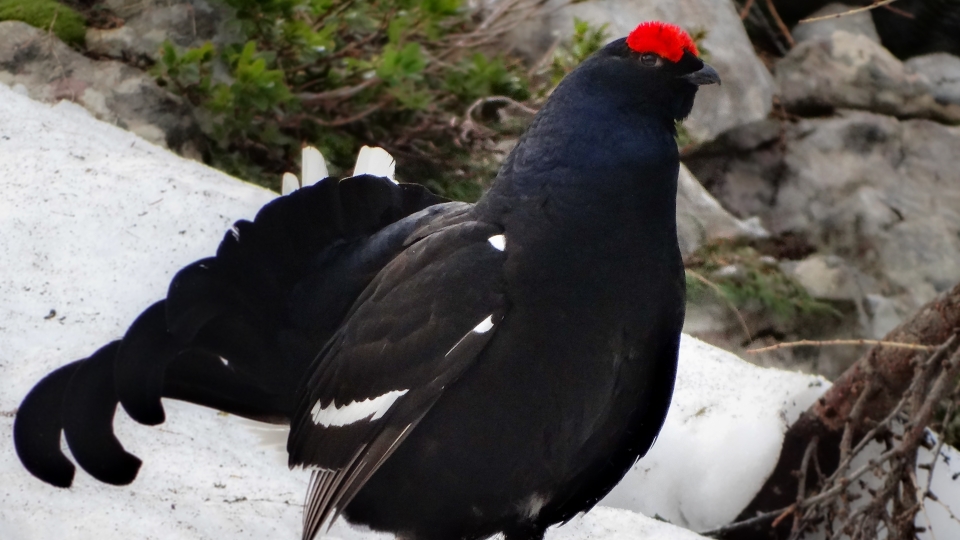 Black grouse