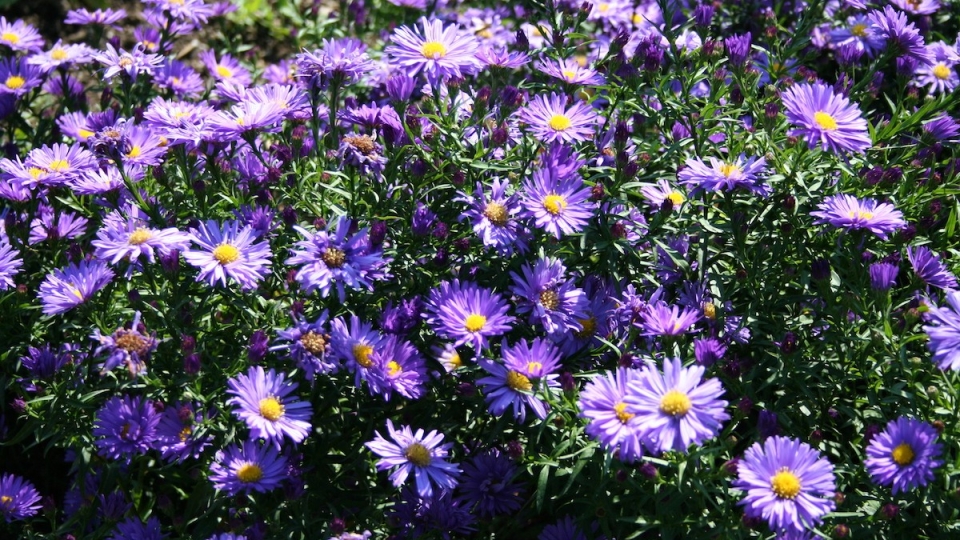 Neubelgische Aster