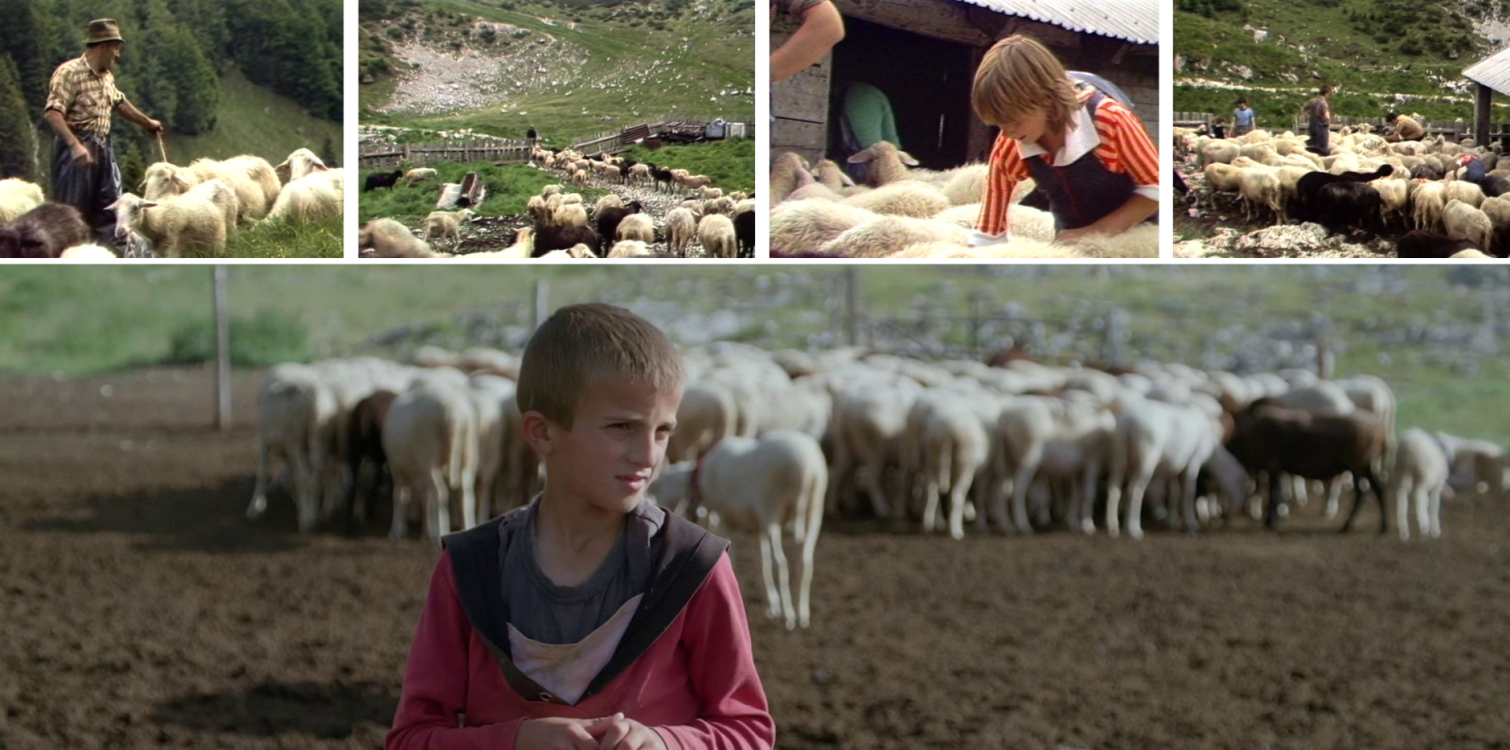 Screenings of films on pastoralism in Trenta