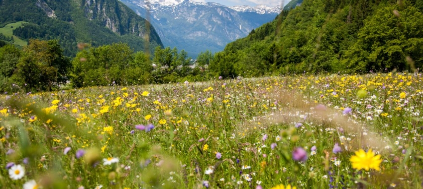 On collecting herbs in the Triglav National Park