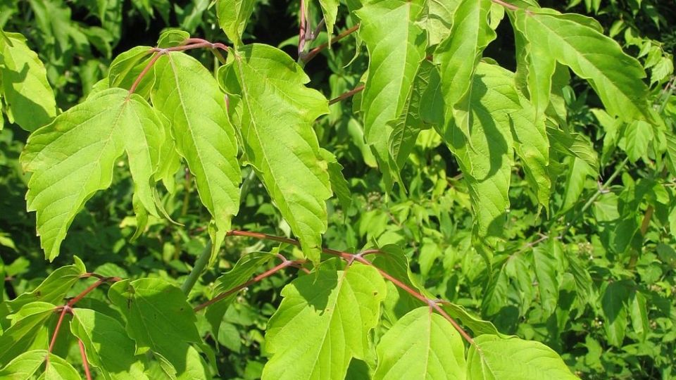 Ash-Leaf Maple