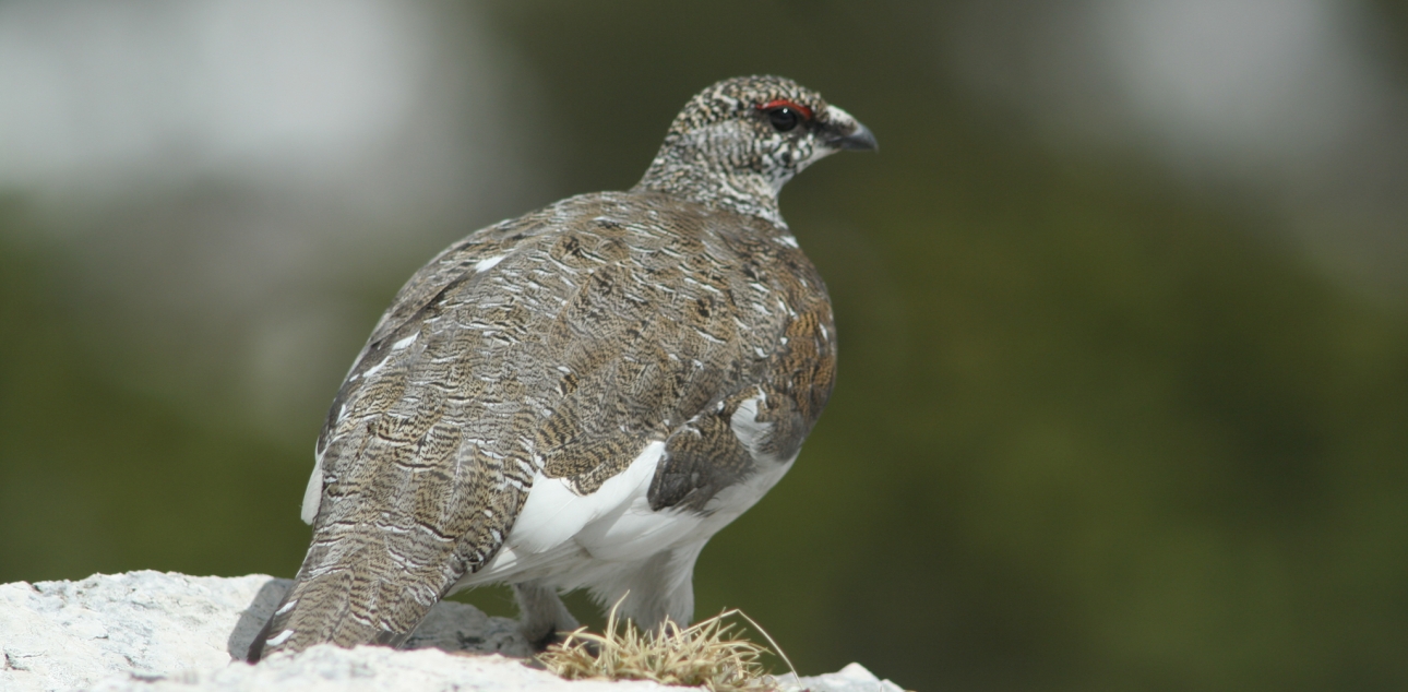 Belka (Lagopus mutus helveticus)