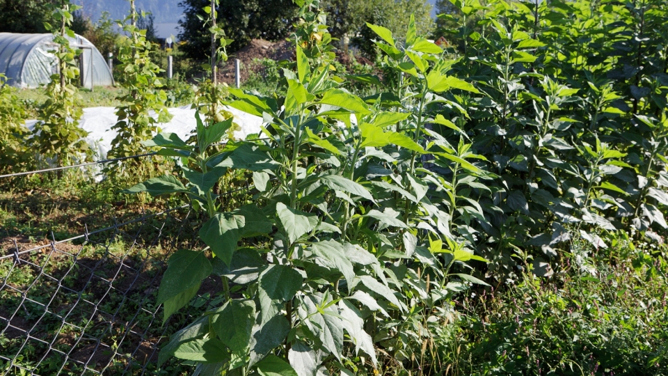 Jerusalem Artichoke