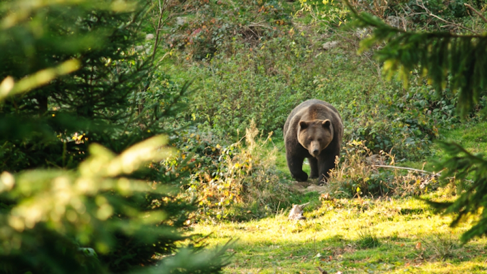 Brown bear