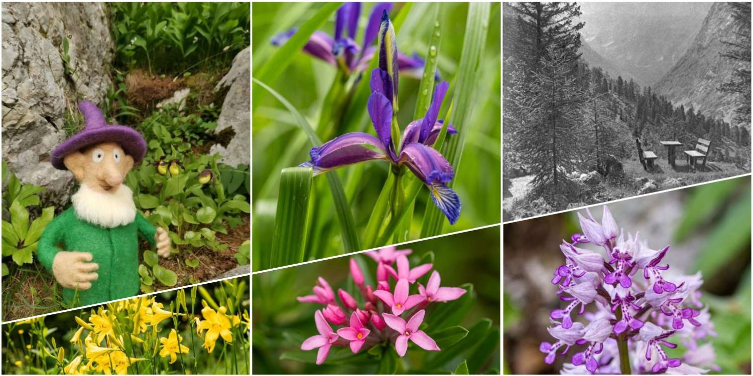 100 Years of the Alpine Botanical Garden in Trenta