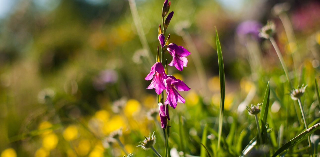 Močvirski meček (Gladiolus palustris)