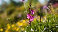 Močvirski meček (Gladiolus palustris)