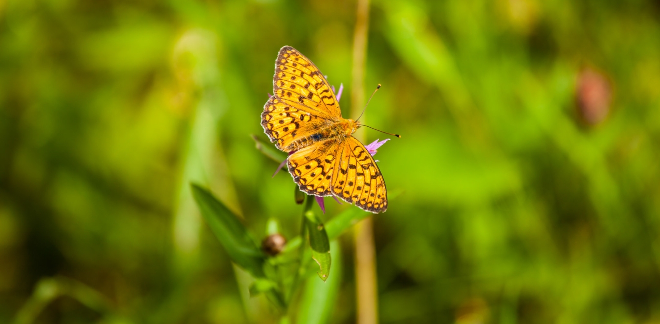 Travniški postavnež (Euphydryas aurinia)