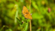 Travniški postavnež (Euphydryas aurinia)