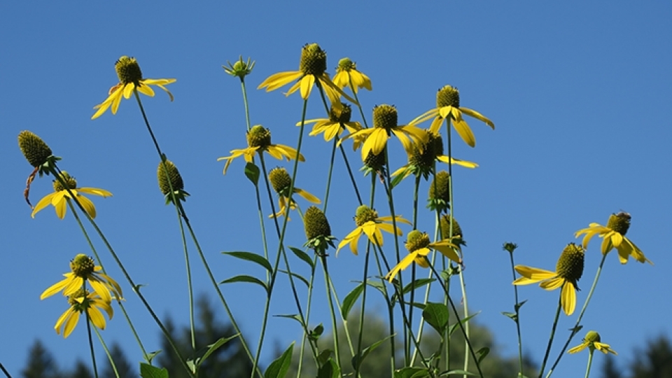 Deljenolistna rudbekija