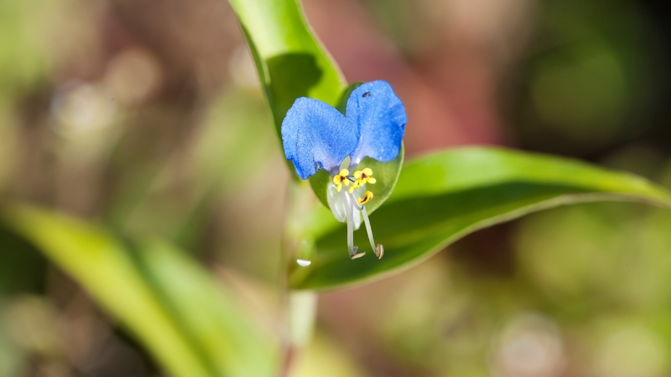 Asiatic Dayflower