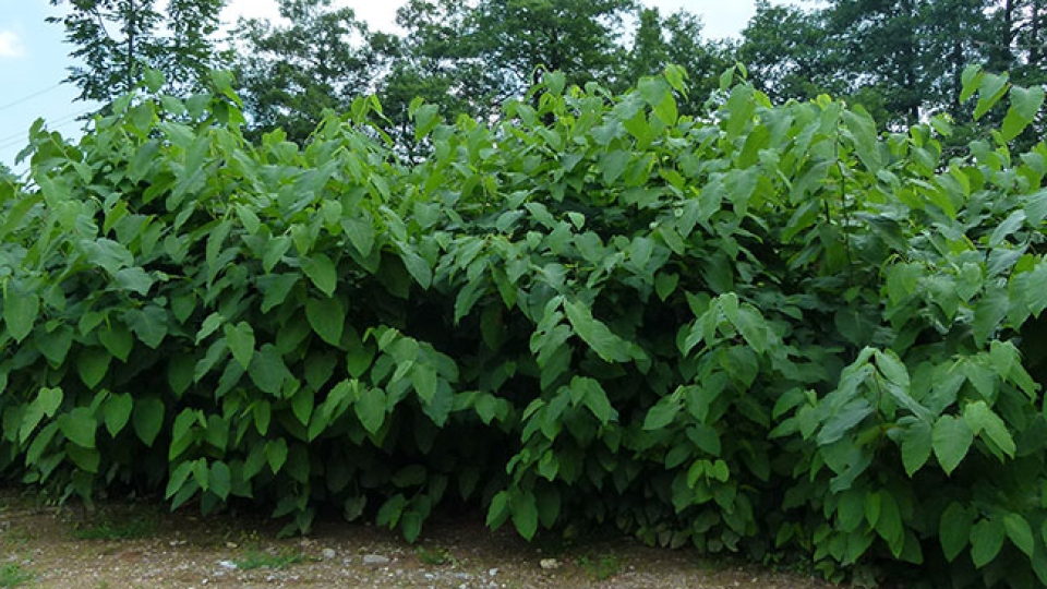 Giant Knotweed