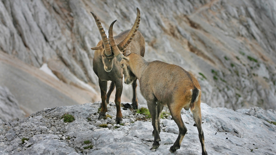 Alpine ibex