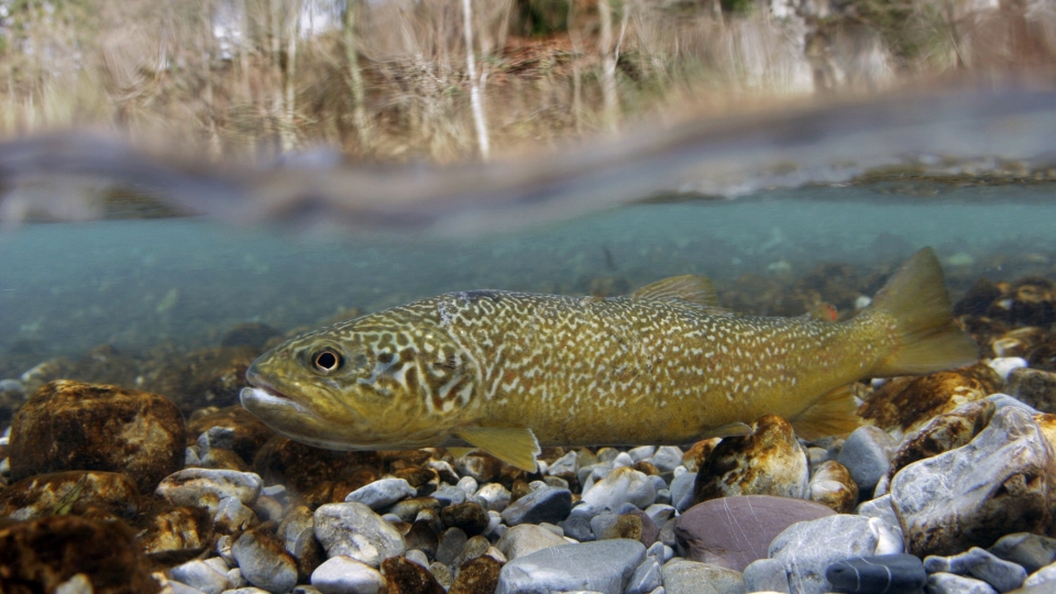 Soča-Forelle