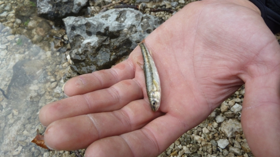 Common minnow