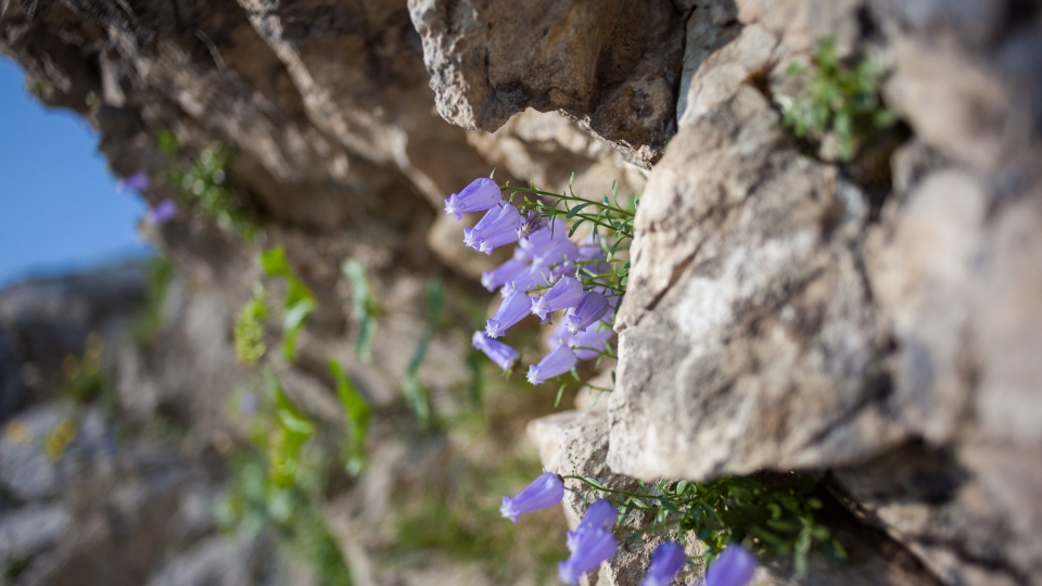 Zois' bellflower 