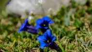 Clusius' gentian 