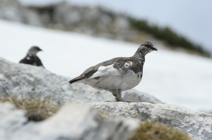 A rock ptarmigan stands on a rock, looking toward the right side of the image. In the background, another ptarmigan is visible, along with rocky terrain and snow.