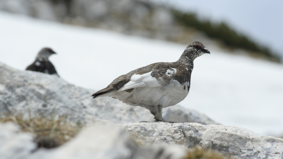 Alpenschneehuhn