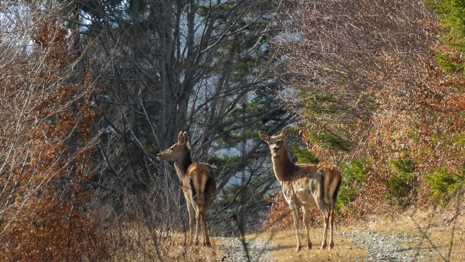 Red deer