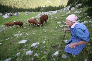 Educational content about Slovenian native breeds of farm animals