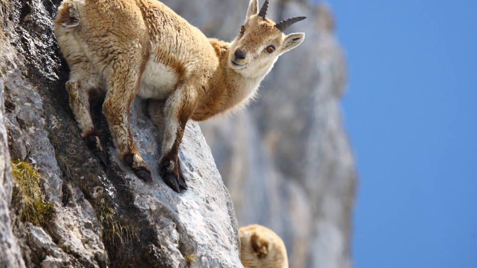 Alpine ibex