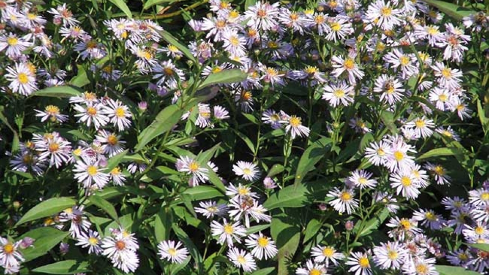 Panicled Aster