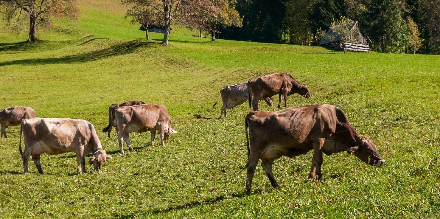 Kaj ima frika z Biosfernim območjem Julijske Alpe? Veliko.