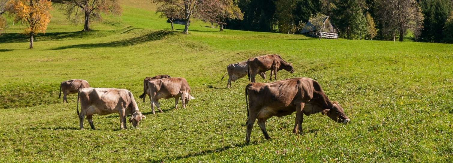 Kaj ima frika z Biosfernim območjem Julijske Alpe? Veliko.