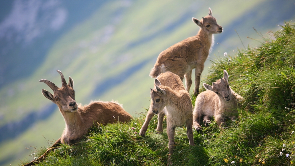 Alpensteinbock