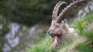 Alpensteinbock