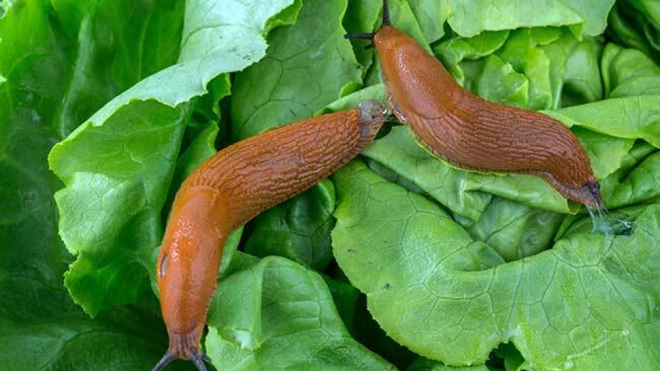 Spanish Slug