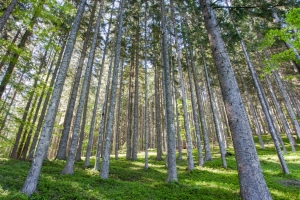 Triglav National Park Management Plan- programme document
