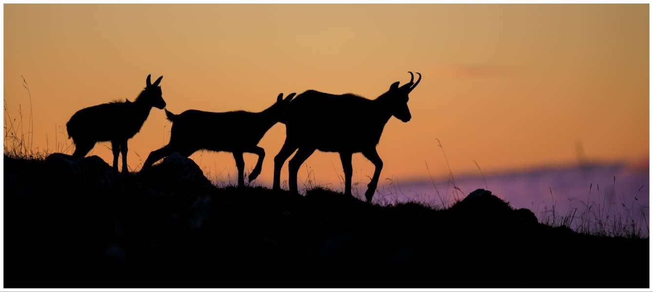 Bogy Urevc: Animal inhabitants of the Julian Alps