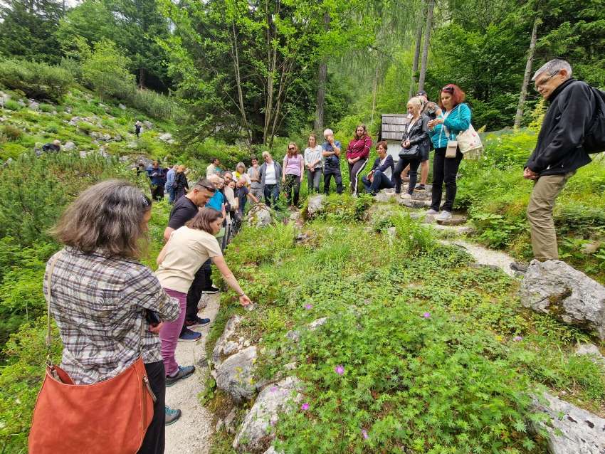 Fotografija prikazuje Alpski botanični vrt Juliana.